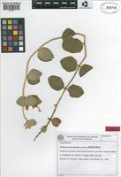 Isotype of Gomphrena hatschbachiana Pedersen [family AMARANTHACEAE]