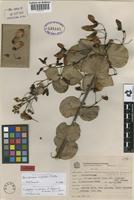 Isotype of Banisteriopsis amplectens B.Gates [family MALPIGHIACEAE]