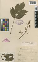 Isotype of Machaerium aureiflorum Ducke [family LEGUMINOSAE]