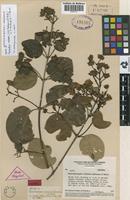 Isotype of Banisteriopsis valvata W.R.Anderson & B.Gates [family MALPIGHIACEAE]