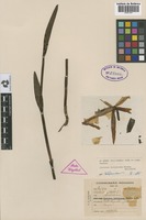 Holotype of Cleistes latiglossa Hoehne [family ORCHIDACEAE]