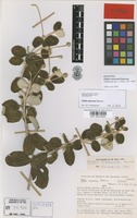 Isotype of Pfaffia minarum Pedersen [family AMARANTHACEAE]