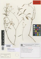 Type of Gomphrena riparia Pedersen [family AMARANTHACEAE]