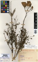 Jacaranda mimosifolia D.Don [family BIGNONIACEAE]