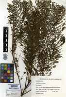 Jacaranda mimosifolia D.Don [family BIGNONIACEAE]