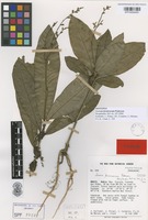 Type of Lecosia formicarum Pedersen [family AMARANTHACEAE]