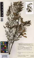 Jacaranda mimosifolia D.Don [family BIGNONIACEAE]