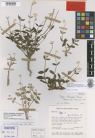 Isotype of Pfaffia tuberculosa Pedersen [family AMARANTHACEAE]