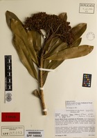 Holotype of Hortia oreadica Groppo, Kallunki & Pirani [family RUTACEAE]