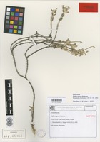 Type of Pfaffia argyrea Pedersen [family AMARANTHACEAE]