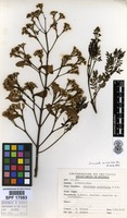 Jacaranda mimosifolia D.Don [family BIGNONIACEAE]