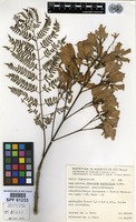 Jacaranda mimosifolia D.Don [family BIGNONIACEAE]
