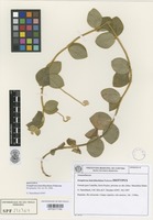 Type of Gomphrena hatschbachiana Pedersen [family AMARANTHACEAE]