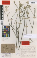 Type of Quaternella ephedroides Pedersen [family AMARANTHACEAE]