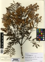 Jacaranda mimosifolia D.Don [family BIGNONIACEAE]