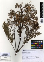 Jacaranda mimosifolia D.Don [family BIGNONIACEAE]
