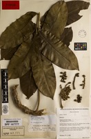 Isotype of Fagara machadoi Albuq. [family RUTACEAE]