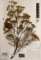 Jacaranda mimosifolia D.Don [family BIGNONIACEAE]