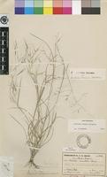 Isotype of Aristida brainii Melderis [family POACEAE]