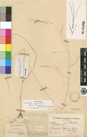 Holotype of Aristida filiformis Henrard [family POACEAE]