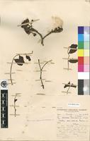 Type of Schotia semireducta Merxm. [family FABACEAE]