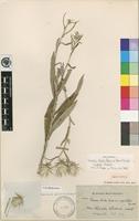 Isotype of Dicoma kirkii Harv. subsp. kirkii [family ASTERACEAE]