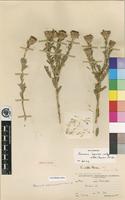 Holotype of Vernonia bainesii Oliv. & Hiern subsp. wildii (Merxm.) Wild [family ASTERACEAE]