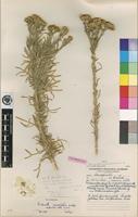 Holotype of Nidorella resedifolia DC. subsp. microcephala (Steetz) Wild [family ASTERACEAE]