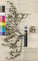 Type of Tricalysia niamniamensis Schweinf. ex Hiern [family RUBIACEAE]