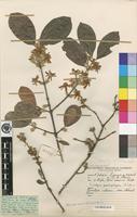 Isoneotype of Sericanthe andongensis (Hiern) Robbr. var. andongensis [family RUBIACEAE]
