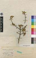 Type of Vangueria infausta Burch. subsp. infausta [family RUBIACEAE]