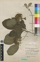 Isotype of Pavetta cataractarum S.Moore [family RUBIACEAE]