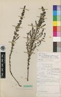 Isotype of Anthospermum zimbabwense Puff [family RUBIACEAE]