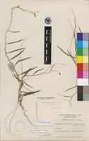 Syntype of Cyphia mazoensis S.Moore [family LOBELIACEAE]