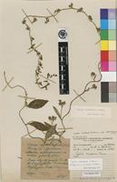Type of Cyphia mazoensis S.Moore [family LOBELIACEAE]