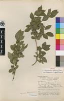 Isotype of Neuracanthus africanus T.Anderson ex S.Moore var. limpopoensis Bidgood & Brummitt [family ACANTHACEAE]