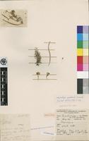 Isotype of Polystachya greatrexii Summerh. [family ORCHIDACEAE]