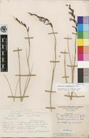 Holotype of Gladiolus zimbabweensis Goldblatt [family IRIDACEAE]