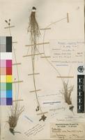 Type of Bulbostylis megastachys (Ridl.) C.B.Clarke [family CYPERACEAE]