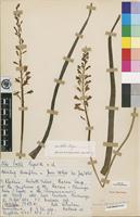 Type of Aloe ballii Reynolds var. ballii [family ASPHODELACEAE]