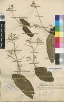 Isotype of Streptocarpus umtaliensis B.L.Burtt [family GESNERIACEAE]