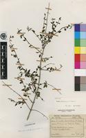 Isotype of Tinnea rhodesiana S.Moore [family LAMIACEAE]