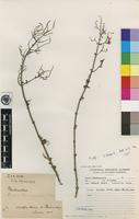 Type of Aeollanthus rehmannii G rke [family LAMIACEAE]
