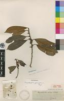 Type of Chrysophyllum gorungosanum Engl. [family SAPOTACEAE]