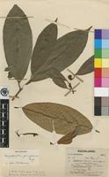 Isotype of Chrysophyllum gorungosanum Engl. [family SAPOTACEAE]