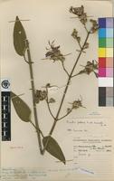 Isotype of Dissotis pulchra A.& R.Fern. [family MELASTOMATACEAE]