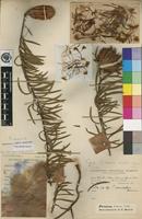 Holotype of Protea enervis Wild [family PROTEACEAE]
