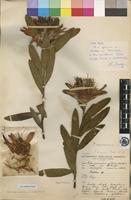 Holotype of Protea wentzeliana Engl. [family PROTEACEAE]