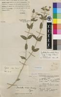 Holotype of Pandiaka wildii Suess. [family AMARANTHACEAE]