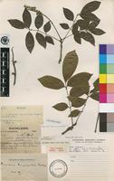 Type of Bersama swynnertonii Baker f. [family MELIANTHACEAE]